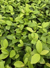 Laurowiśnia wschodnia 'Novita'